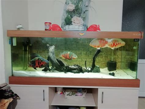 75 Gallon Oscar Fish Tank - Telnyet Aquarium Fish