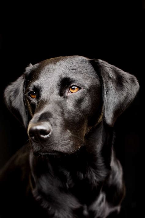 拉布拉多犬图片-黑色背景下的叼着粉色棒球的黑色的拉布拉多犬素材-高清图片-摄影照片-寻图免费打包下载