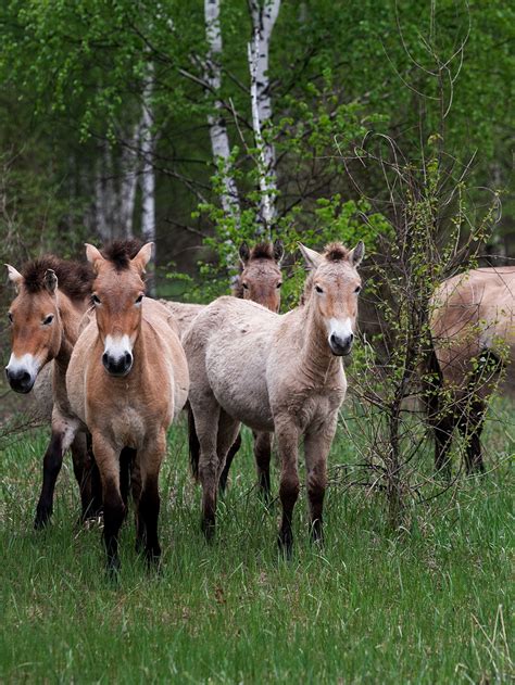Animal Mutations Caused By Radiation