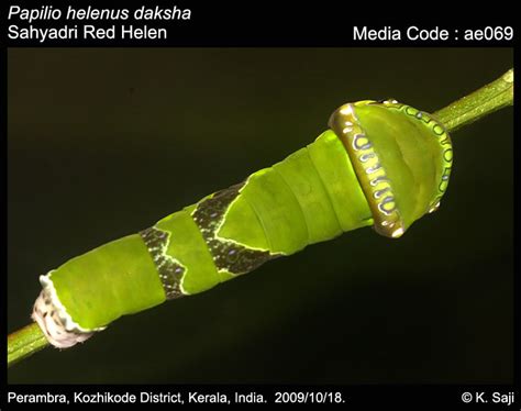 Papilio helenus | Butterfly