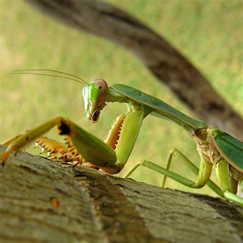 Eye contact with a Praying Mantis | Please take your time...… | Flickr
