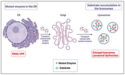 Animal Models for the Study of Gaucher Disease