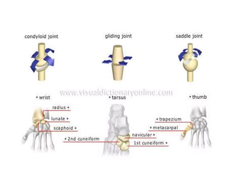 Anatomy of musculoskeletal system | PPTX