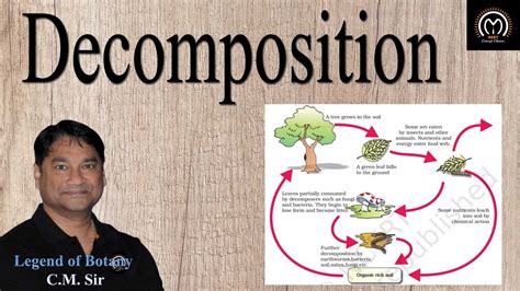 Image result for Decomposition Explained