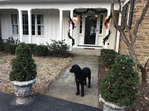 Dwarf Evergreens: Best Small Evergreen Trees for Containers & Gardens ...