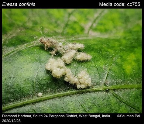 Eressa confinis | Moths