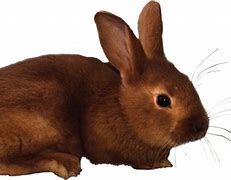 Image result for Cute Baby Rabbit Clip Art