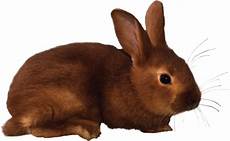 Free Rabbit Clipart by Rabbit Clipart Clipart Panda Free Clipart Images Free Rabbit Clipart