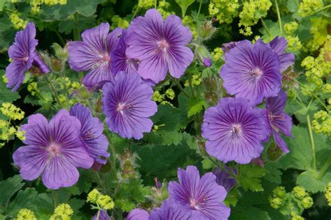 10 Great Hardy Geraniums to Grow - gardenersworld.com