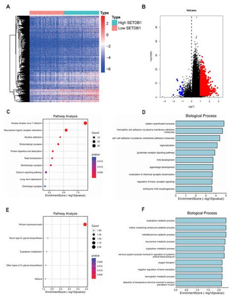 Tumor Intrinsic Immunogenicity Suppressor SETDB1 Worsens the Prognosis ...