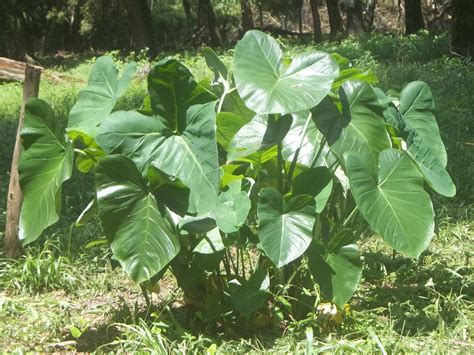 The green challenge and the elephant ear plant - KM Gunn Art