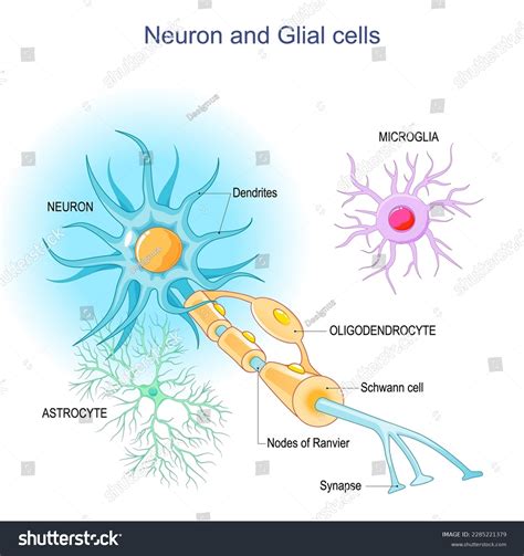 Oligodendrocytes Vs Schwann Cells