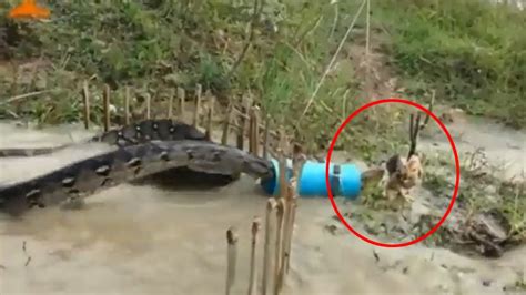 Image result for Newest Python Attack Lion Clips