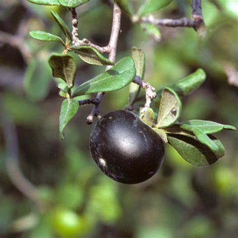 Texas Persimmon Fruit Plant (Diospyros texana) – veliyathgardens