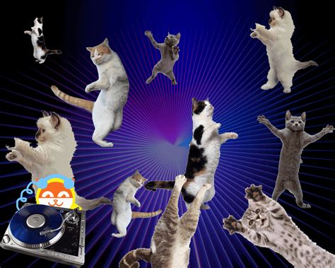 Cat Dance Steps at Milla Naylor blog