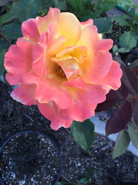 Rio Samba Rose | My flower, Flowers, Rose