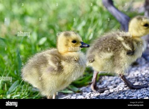 Young Canadian goose (Branta canadensis) goslings or baby chicks Stock ...