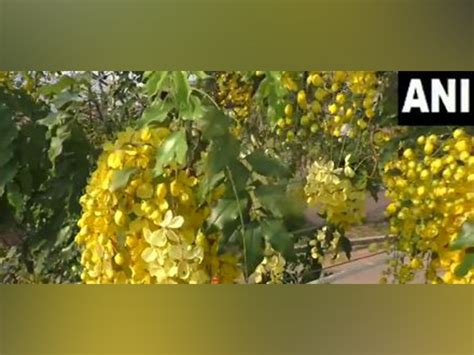 'Sarakondrai' flowers seen in full bloom in Thoothukudi