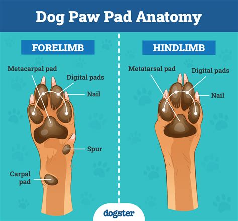 Dog Paw Anatomy Phalanges