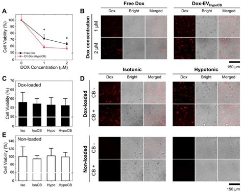 Cytochalasin B Treatment and Osmotic Pressure Enhance the Production of ...