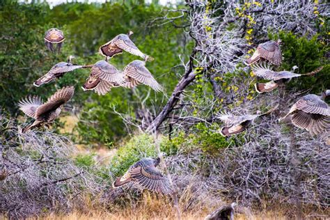 Can Turkeys Fly? (Distance, Height, Speed & FAQs)