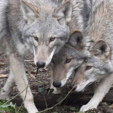 Wolf Coyote Dog Hybrid