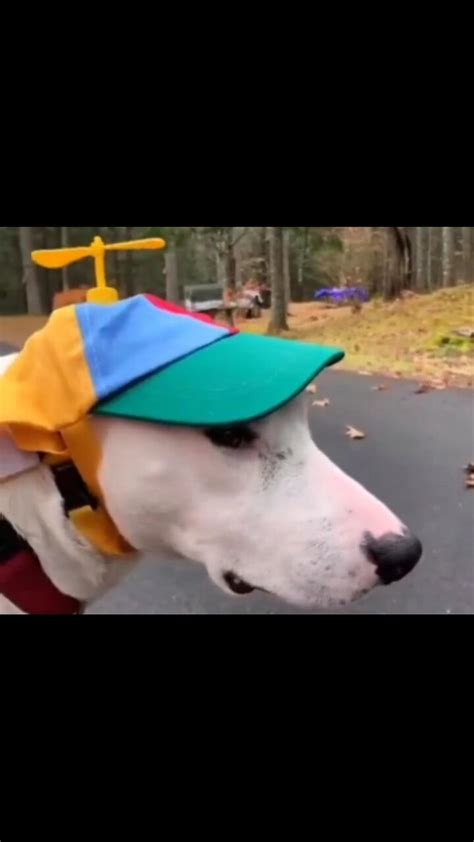 Funniest animals videos - One News Page VIDEO