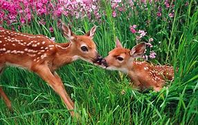 Image result for Spring Flowers and Animals