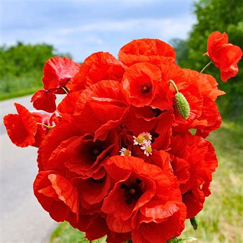 Red Poppy Flower Irresistible Reasons To Grow Poppies (Favorite Flower