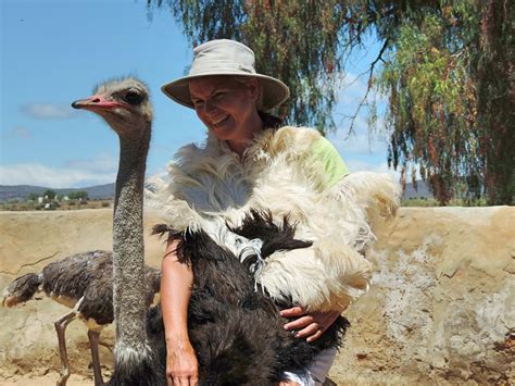 Travel with Kevin and Ruth: How to Ride an Ostrich!