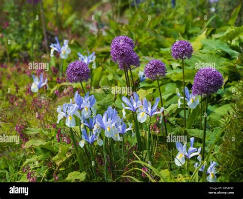 Early summer combination planting of hardy bulbs Allium 'Purple ...