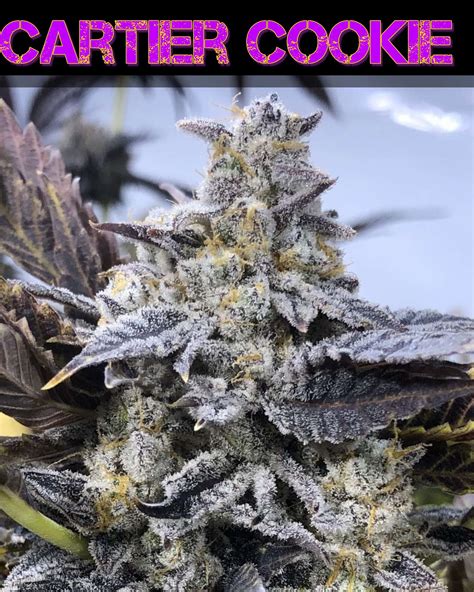 CARTIERS' CANDY APPLE STRAIN - Cartier Crops