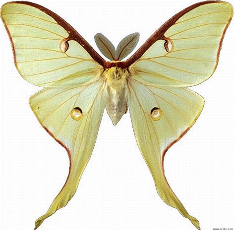 中国最常见的十大蝴蝶种类，眼蝶科上榜，第三是蝴蝶第二大分类_排行榜123网