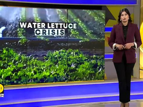 Invasive Plant Threatens El Salvador’s Largest Lake