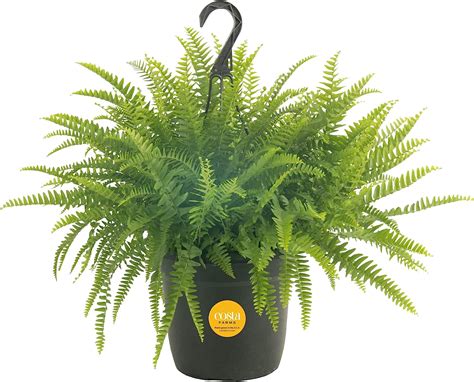 Costa Farms Indoor Plants Up To 44% Off :: Southern Savers