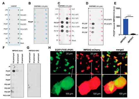 A Novel Allosteric Inhibitor Targeting IMPDH at Y233 Overcomes ...
