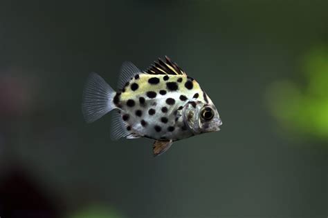 Brackish Water Fish Tank