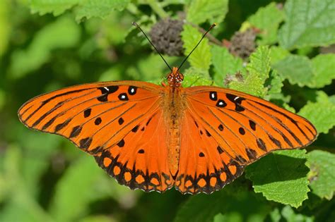 Gulf Fritillary – Benweb 3.2