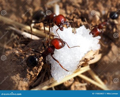 Ants Like To Eat at James Vanhorn blog