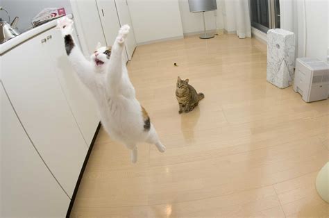 Animals Matter: How do cats learn how high they need to jump?