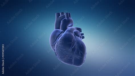 Image result for Full Animation On Heart Function