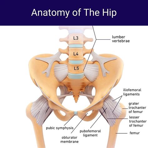 Struggling with hip pain? Our team of specialized hip doctors in Brooklyn and Manhattan is here ...