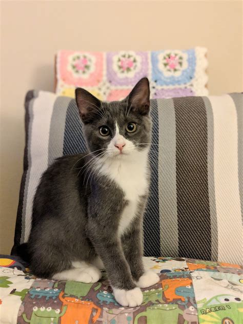 How Much Are Grey Tuxedo Cats at Keith Turner blog