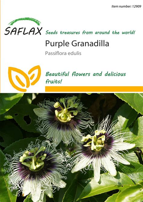 12909 - SAFLAX - Purple Granadilla - Passiflora - 40 seeds