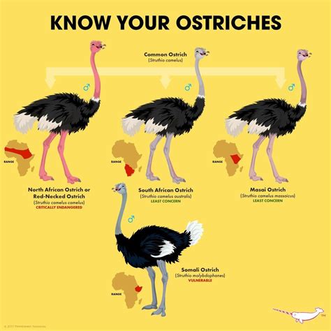 Pin by Skye on Animals | Ostriches, Fun facts about animals, Animal facts