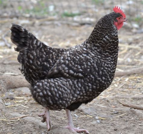 Barred Rock Started Pullets | Cackle Hatchery®
