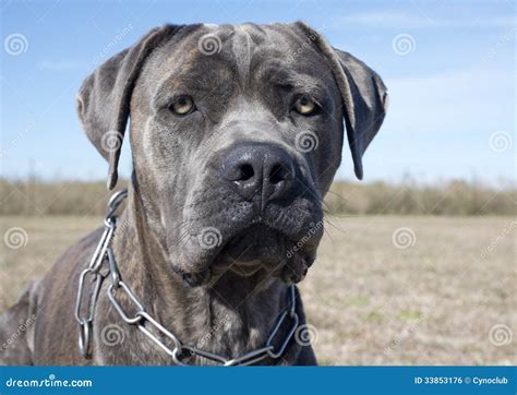 Blue Cane Corso Italiano Cane Corso Italian Mastiff Puppies Grey Cane