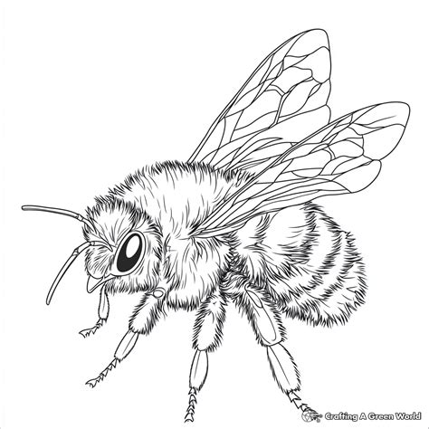Free Bumblebee Coloring Pages [2025]