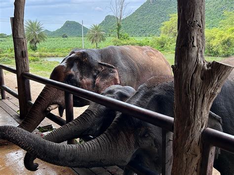 BANGKOK ELEPHANT CARE SANCTUARY - All You Need to Know BEFORE You Go ...