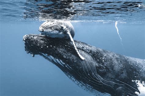 Baby Humpback Whale Pictures